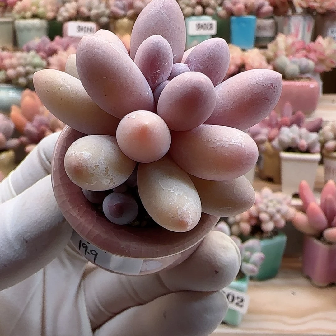 汤圆 月鸣拇指盆多肉，一物一拍