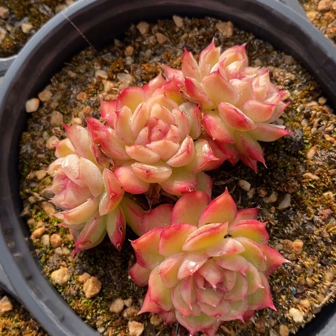 自助下单一物一拍多肉，下滑有惊喜