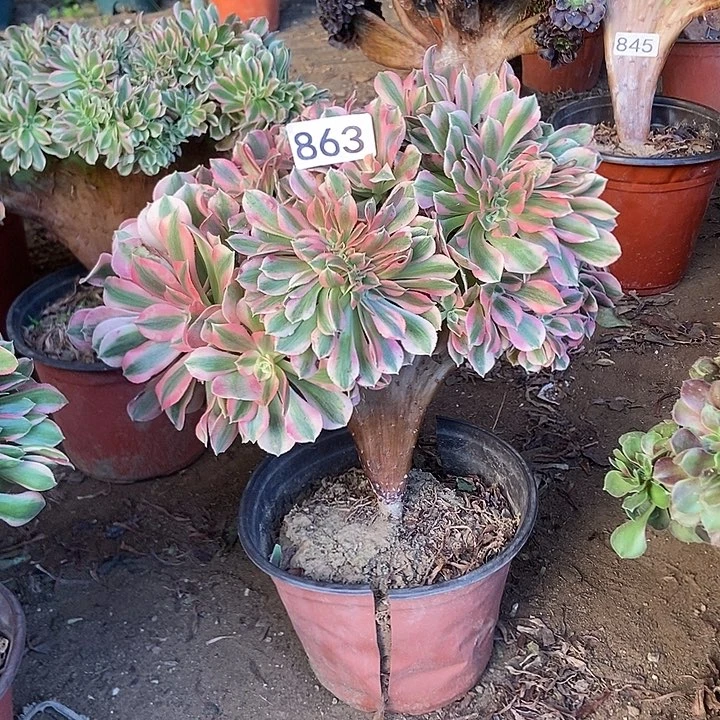 863粉女巫朵朵缀化