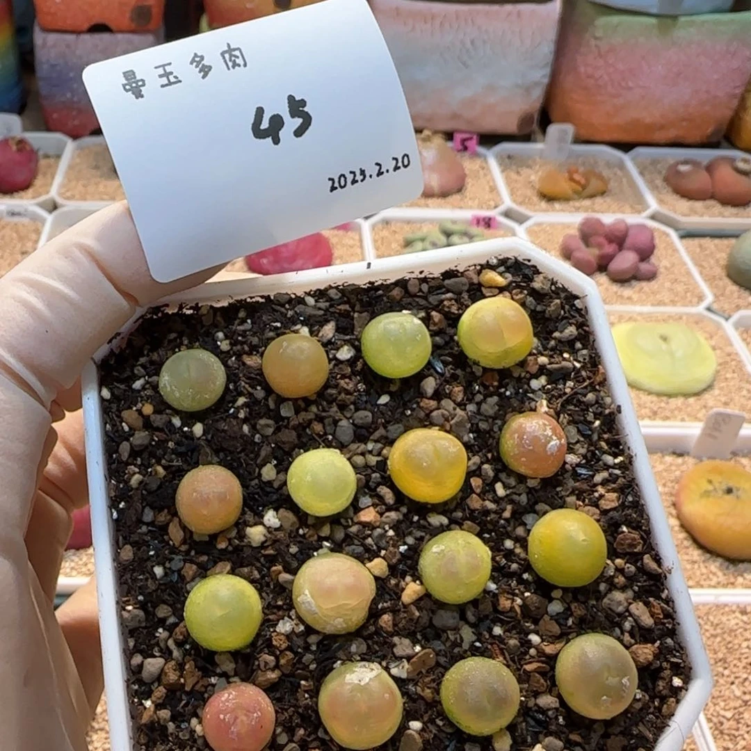 多肉多肉多肉2.20-045