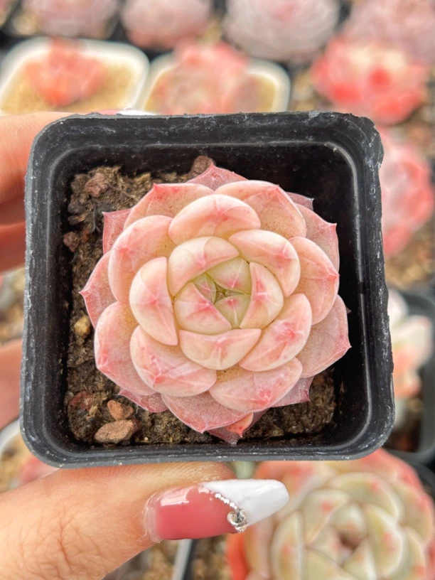 珍妮多肉一物一拍031