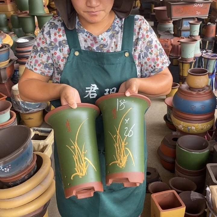 紫砂花盆盆栽植物