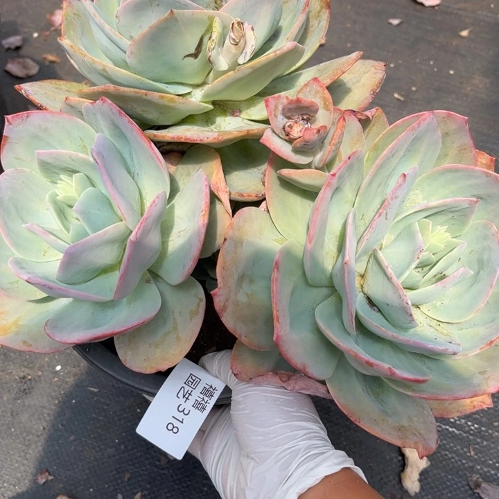 小*尼318血凤多肉植物