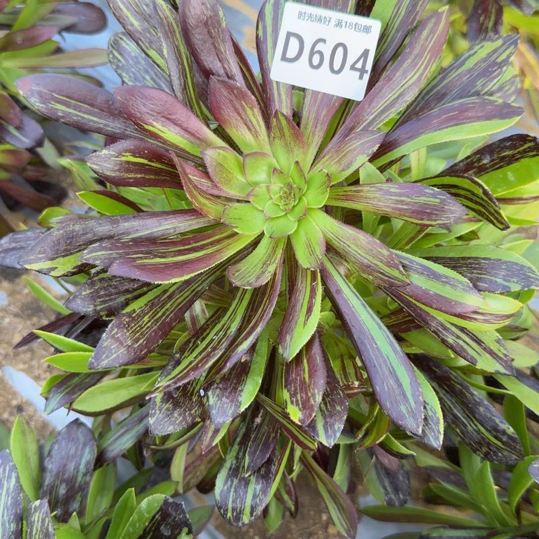 604水墨丹青。多肉植物