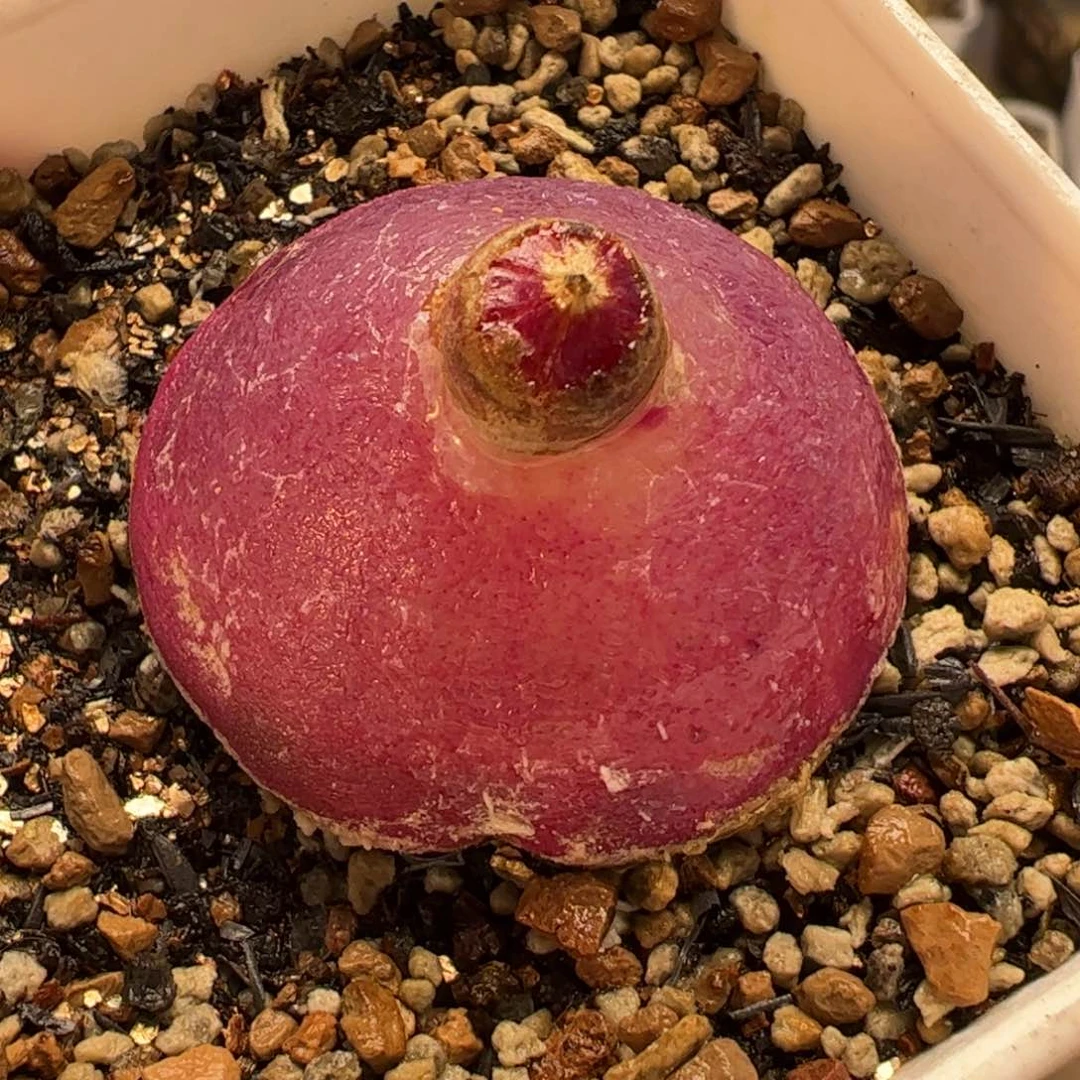 015多肉植物百科