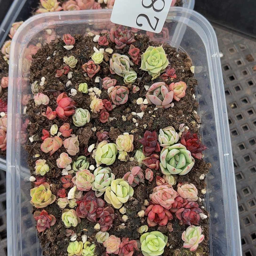 多肉植物多肉植物286