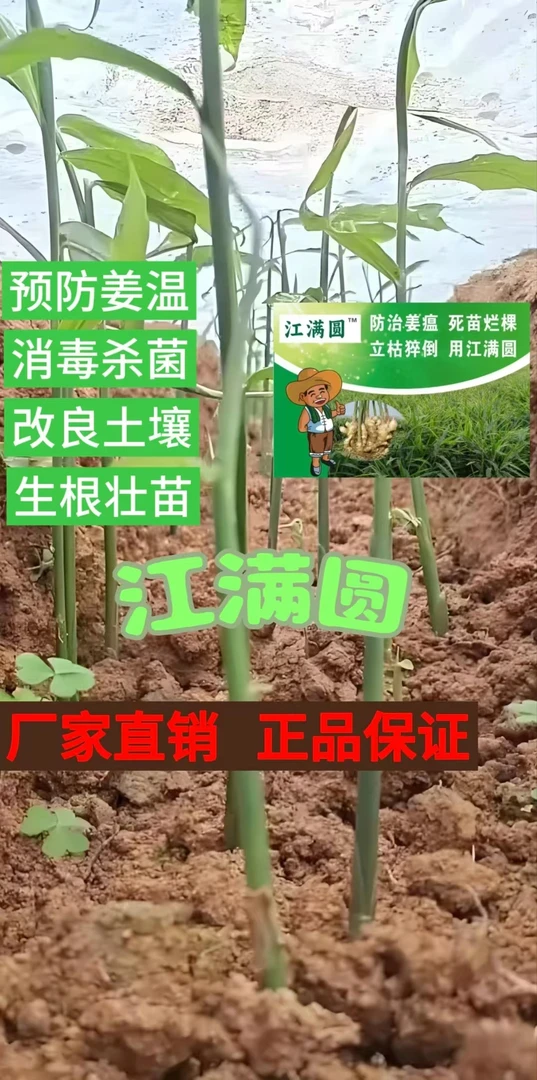 江满圆 预防姜温 消毒杀菌  生根养根  一亩2桶水