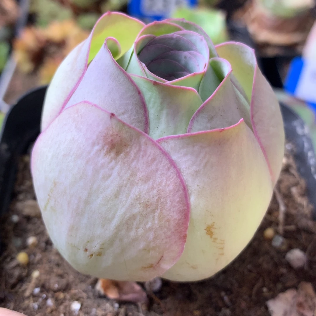 一物一拍星辰福利011