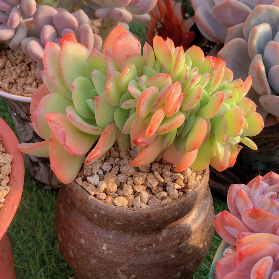 雪芙15 公分一物一拍