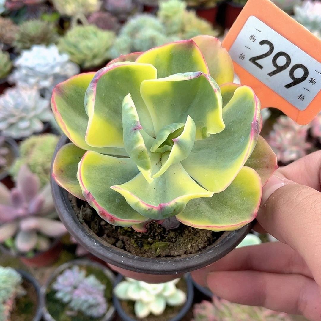 吴***）299号多肉植物盆栽