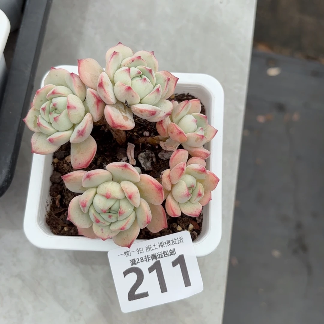 香草老桩无盆土发货