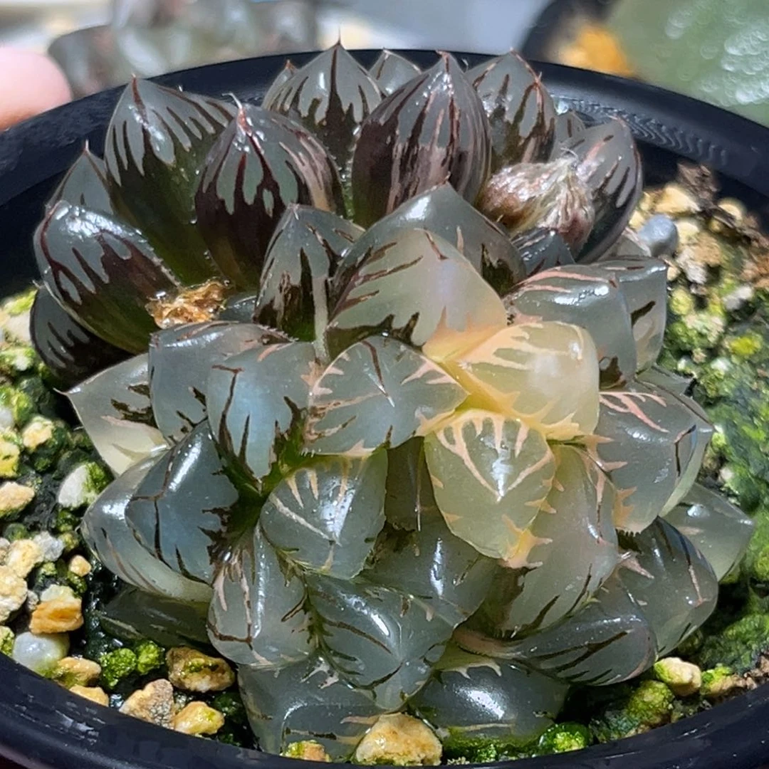 恭喜发财大吉大利0238