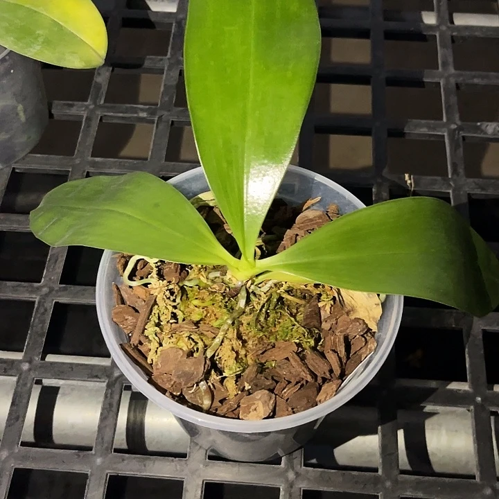 全部花苞羞花福利