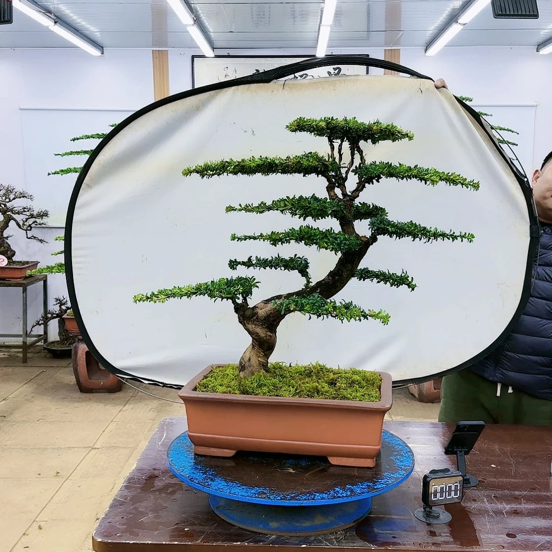 盆景欢迎大家一起来捡漏