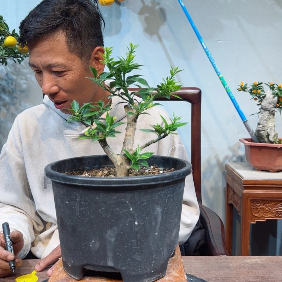 当前无花朵，栽培后可花朵珍*惜