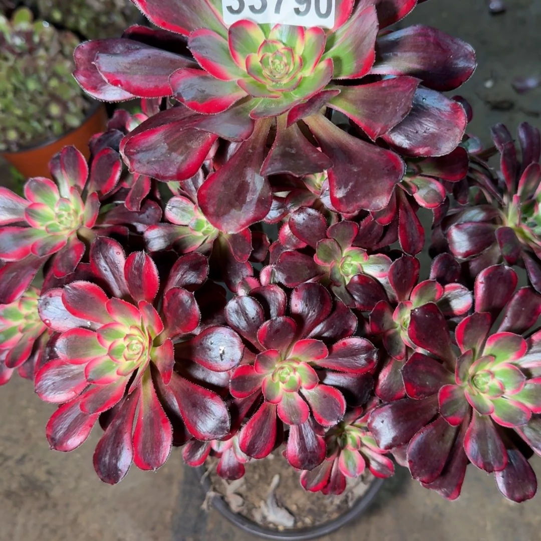 33790丽娜多肉植物