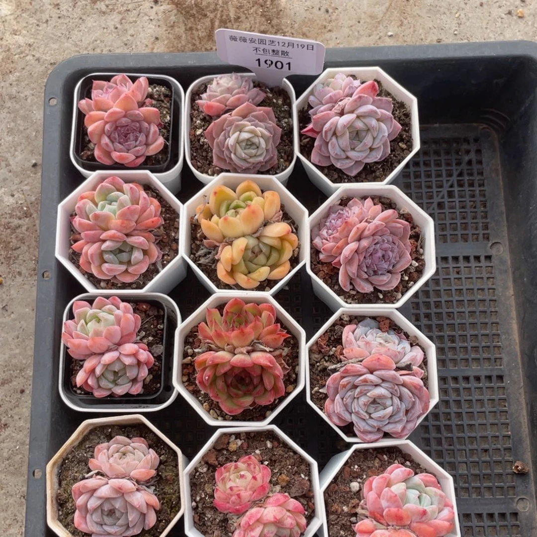 不包整散 盆子不售后1901