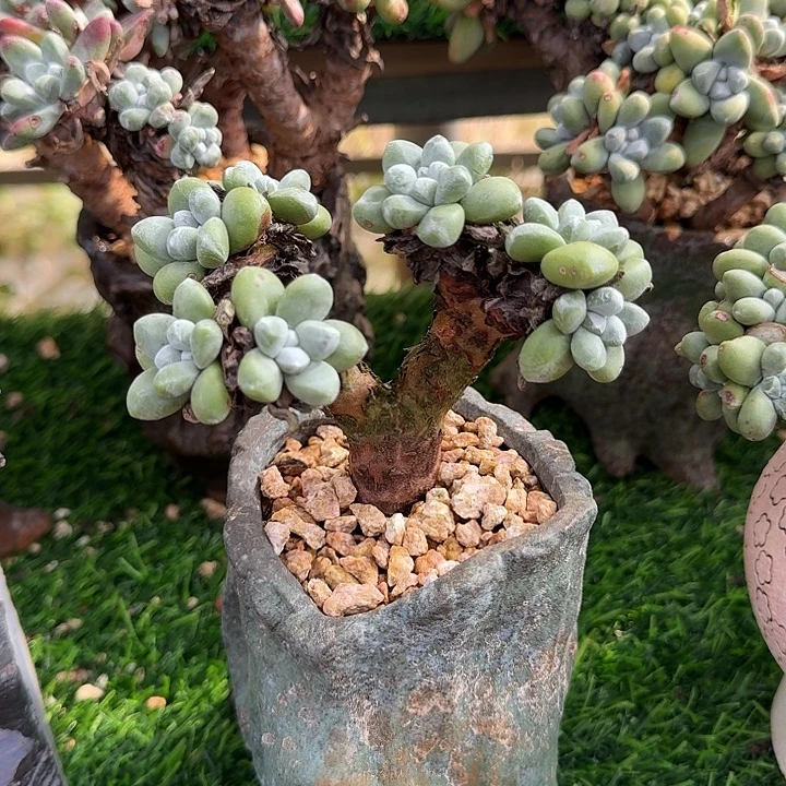 丸叶拇指仙女杯老桩