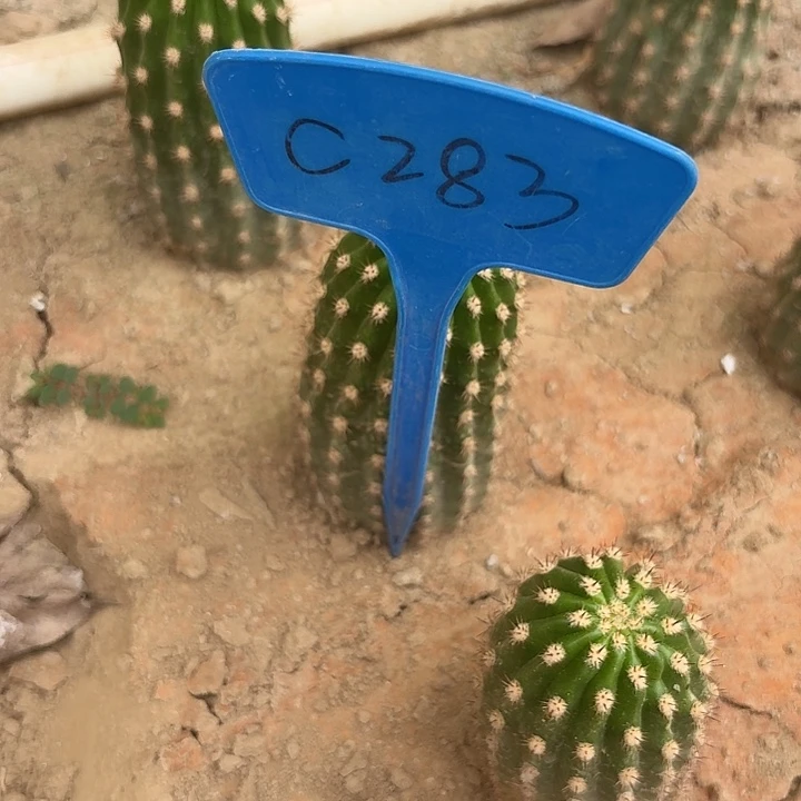 时****C283,北极星瑕疵歪头