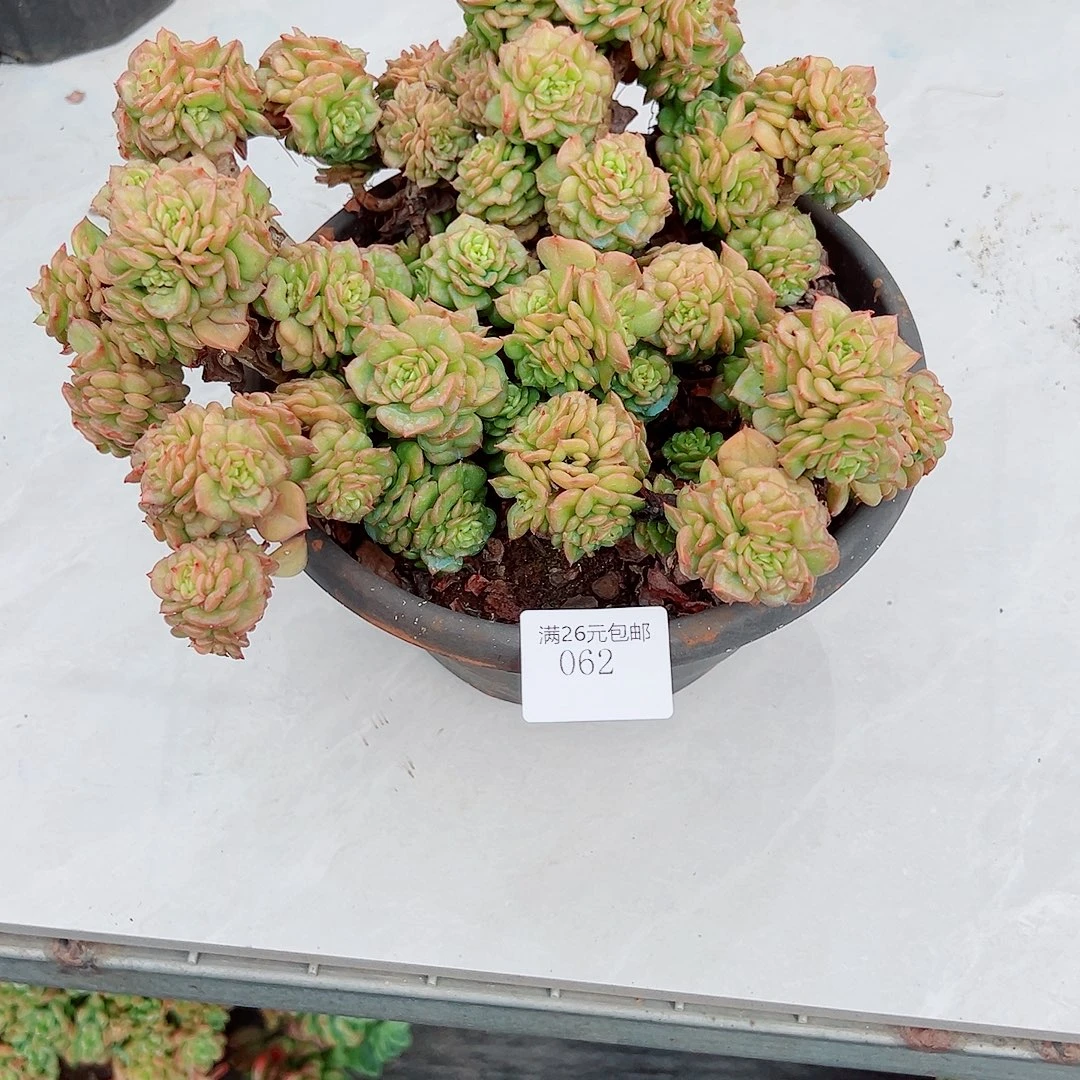 小***花062腊牡丹多肉植物多肉