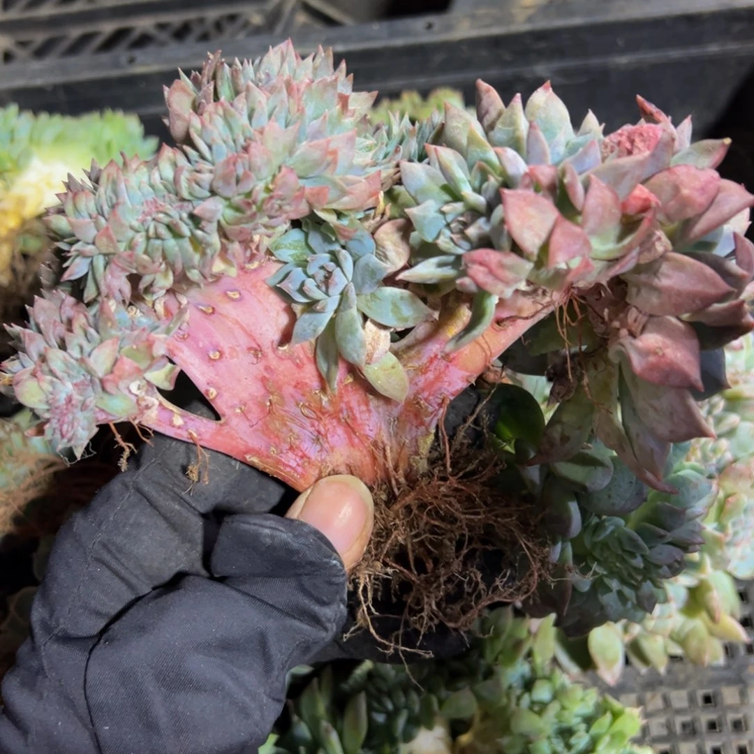 水蜜桃冰魄缀微瑕