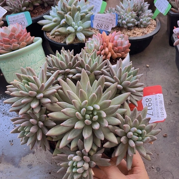 8917红蜻蜓。