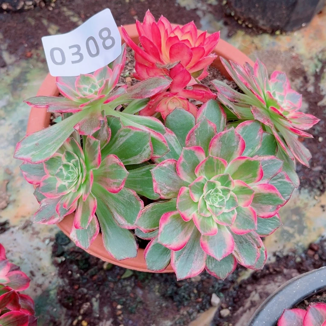 万花筒不售后多肉发货