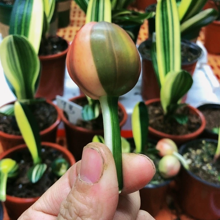 【闪购商品】完全开放二****4