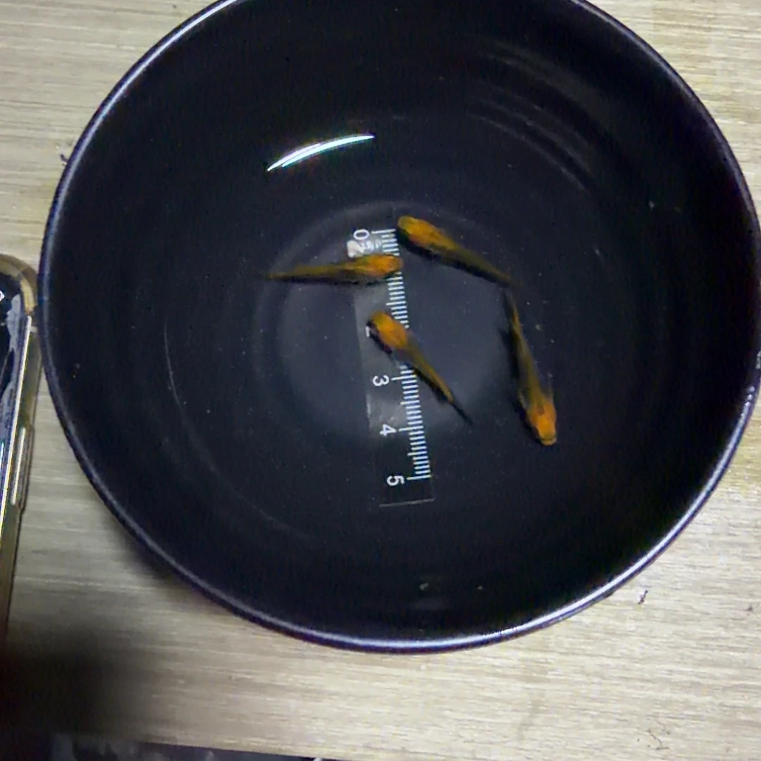 青鳉鱼龙章凤姿四条