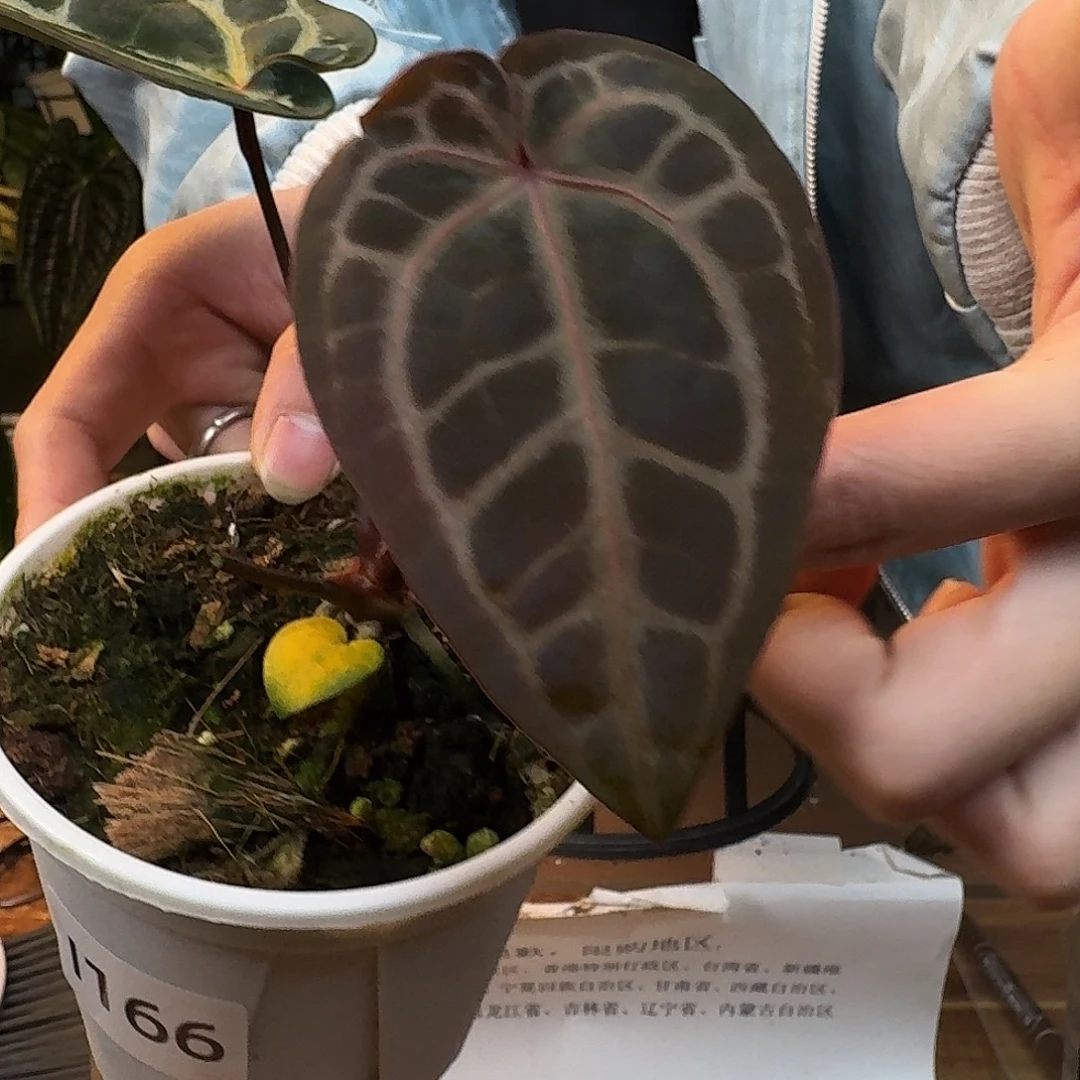 完全开放J174紫水晶杂红水晶米歇尔