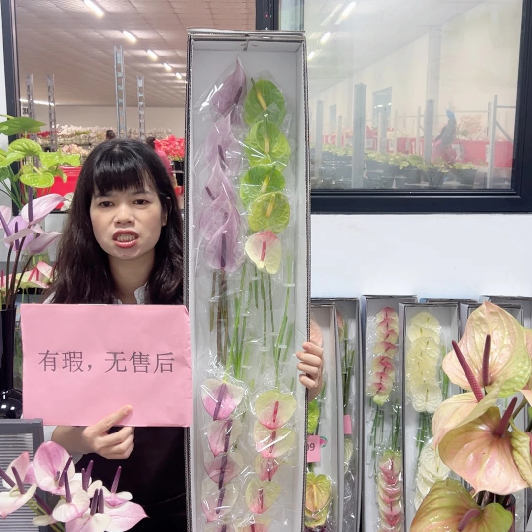 完全开放混色20枝微瑕无售后131