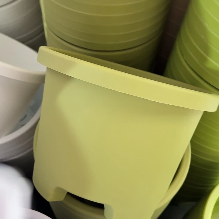 球根4号果绿无托5个