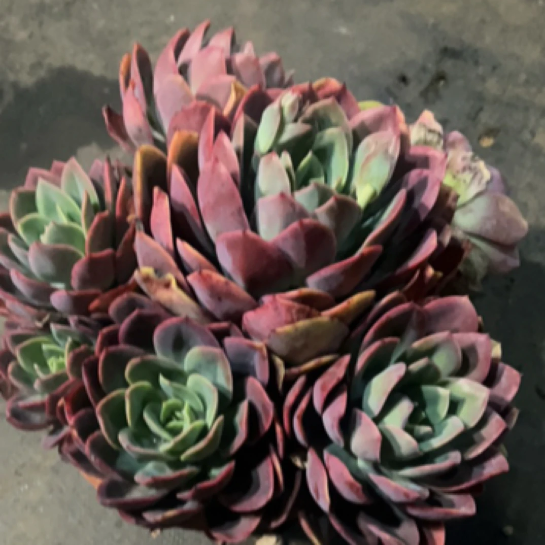 精品多肉老桩【绮罗仙子玫瑰】精品【轻微断枝不售后】