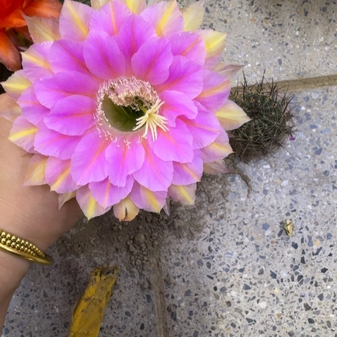 250彩草54歪无根侧牙4公分左右，20包邮