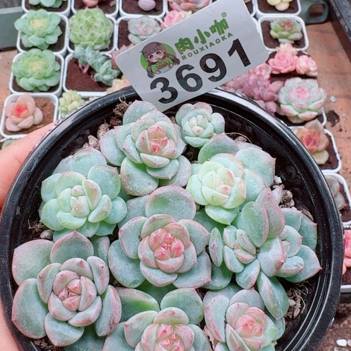 多肉植物多肉植物