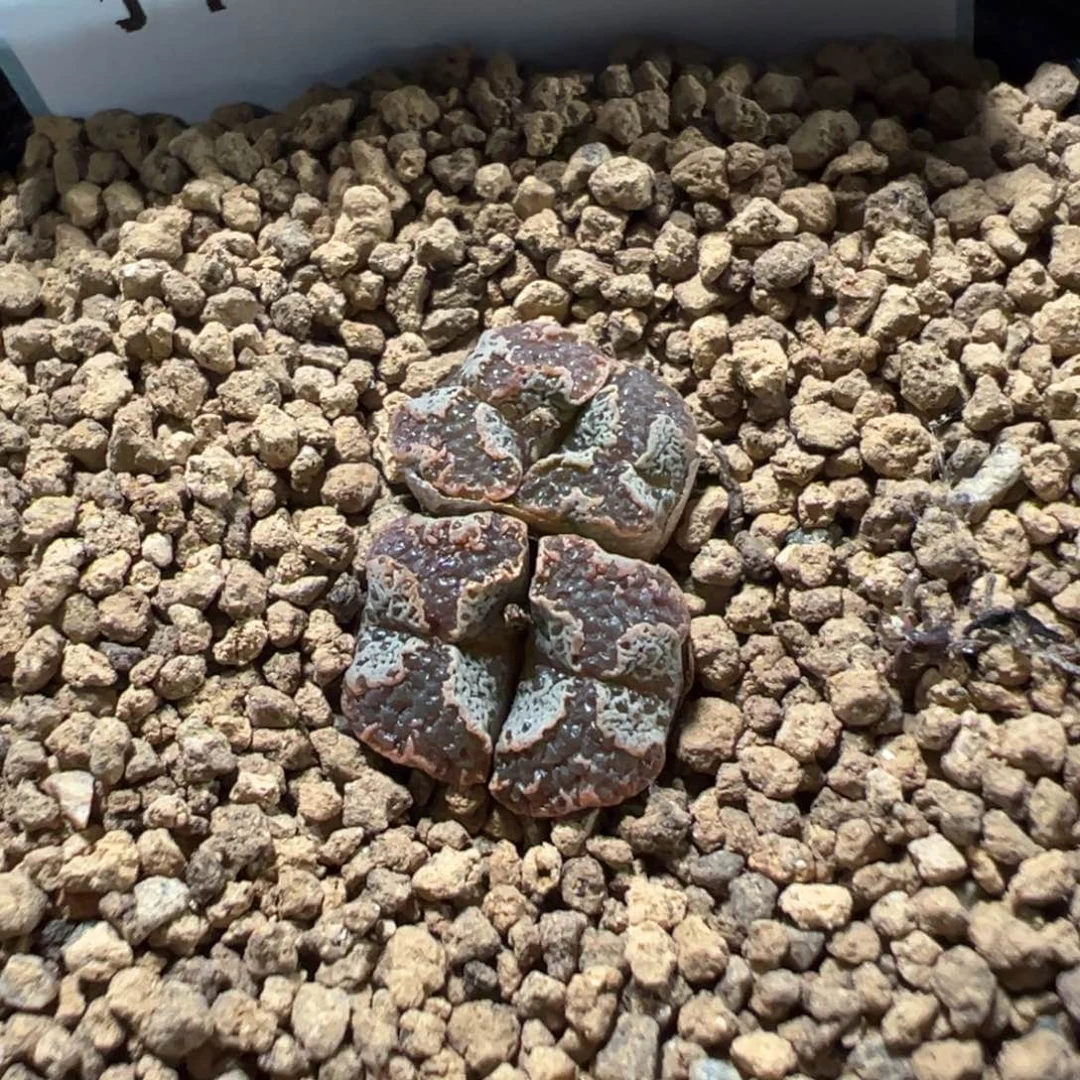 11-161肉锥多肉植物