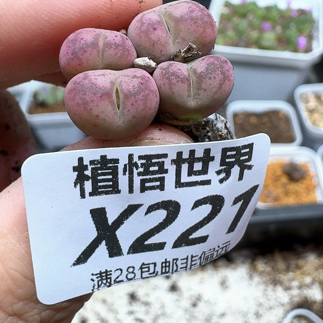 多肉植物的润泽地fg