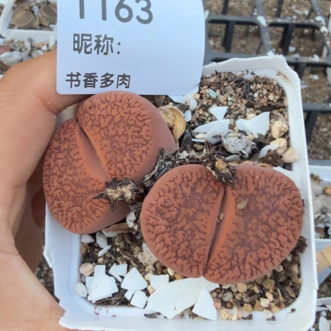 梁****多肉植物多肉植物