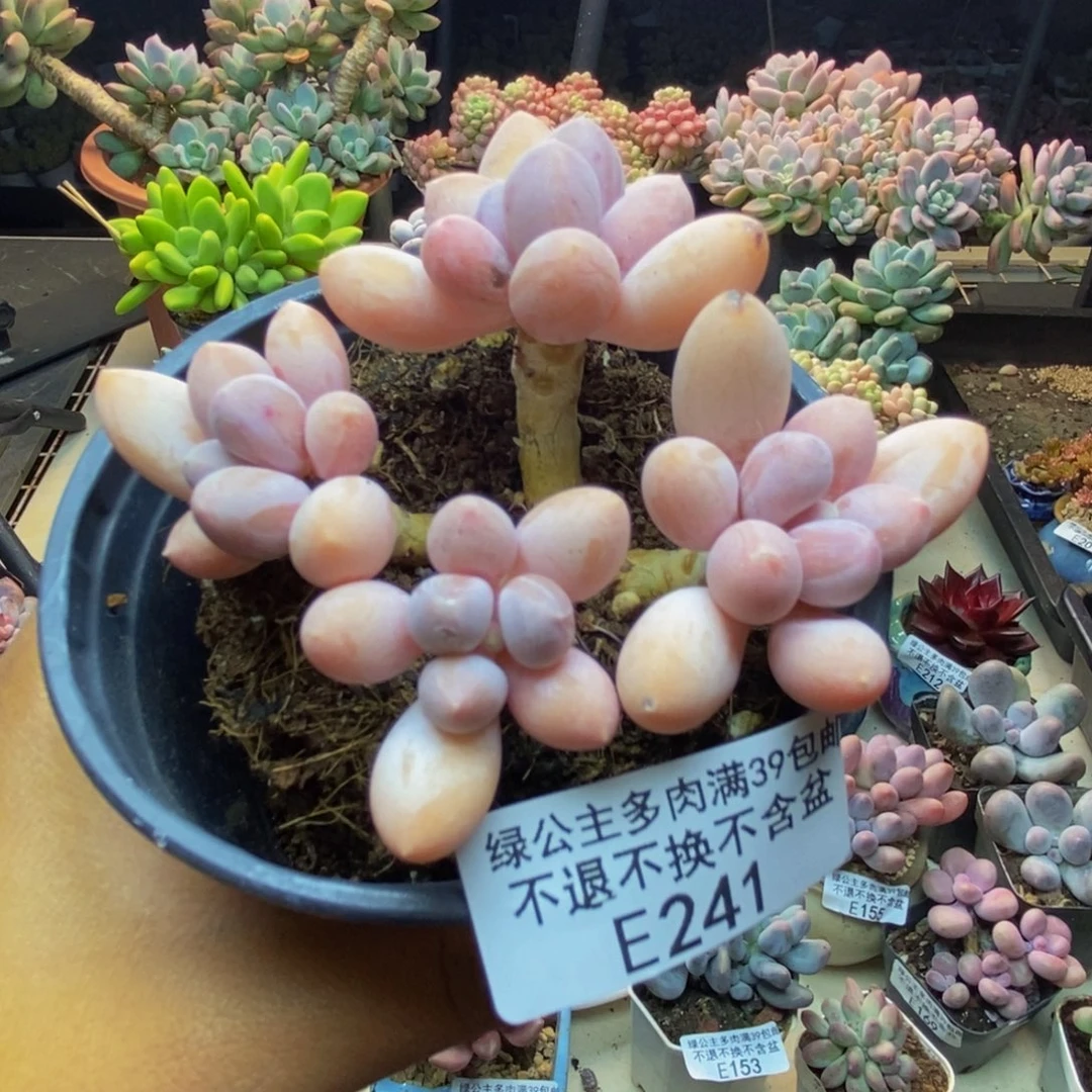 241香水手指奶多肉7c m