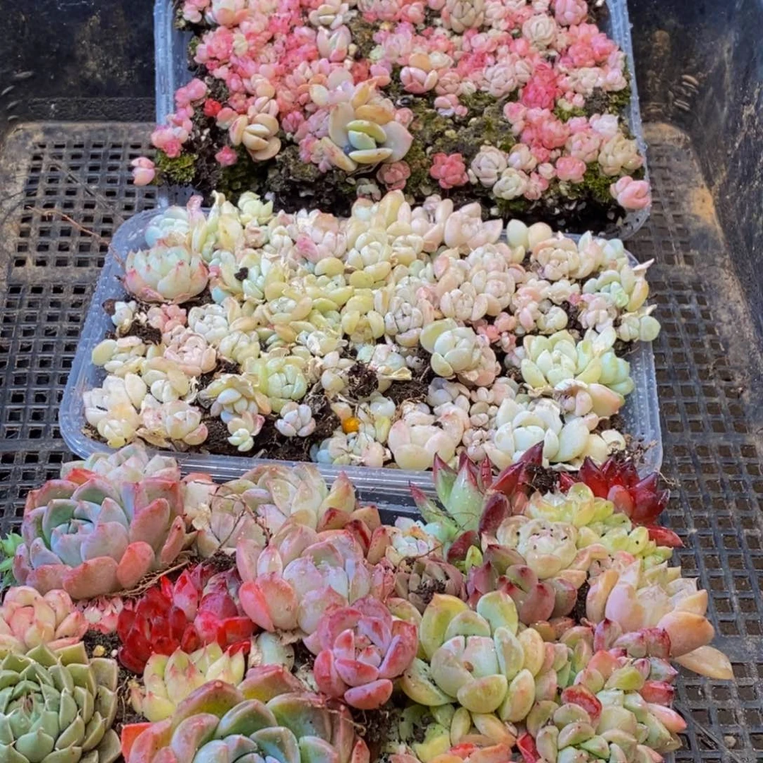 088多肉植物保护研究所所长的