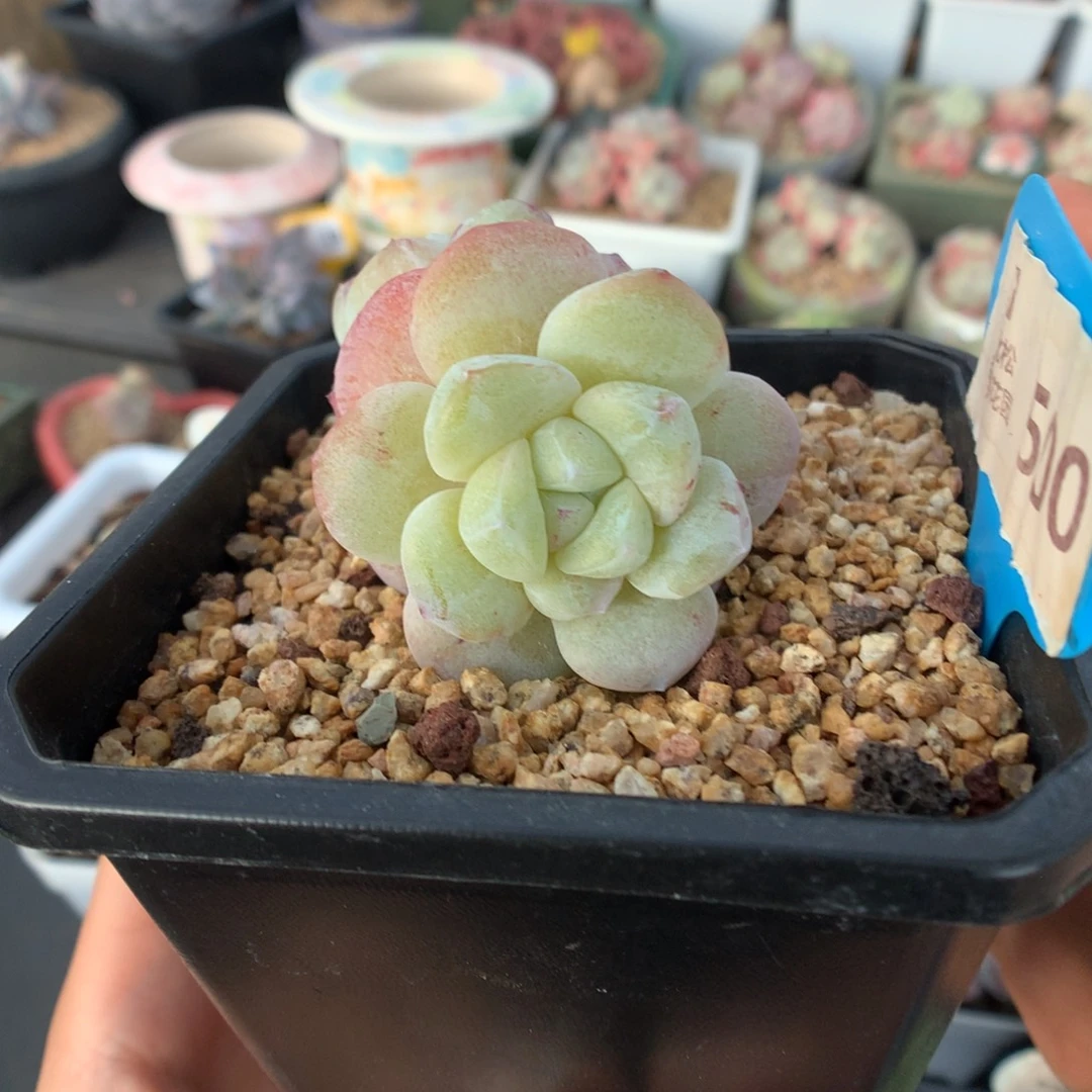 500双头异色冰玉石化多肉