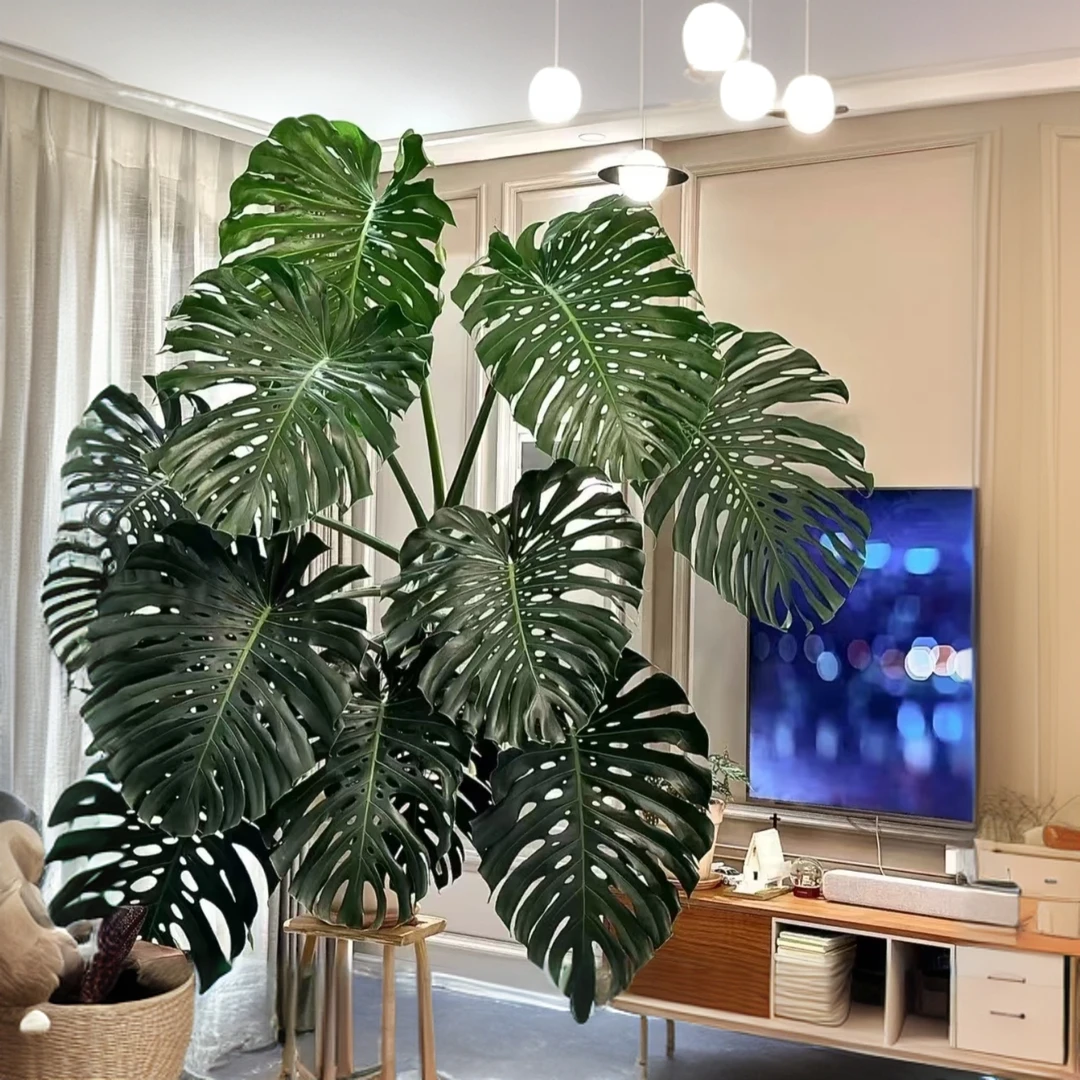 大型龟背竹绿植名贵盆景室内客厅植物精品高档盆栽懒人简单好养