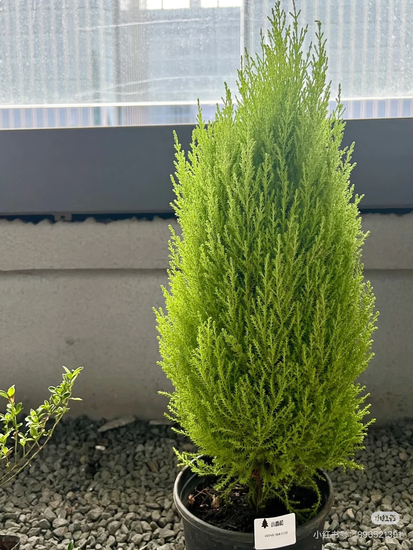 香松盆栽室内绿植四季常青耐寒耐晒庭院阳台知识分享植物好养活