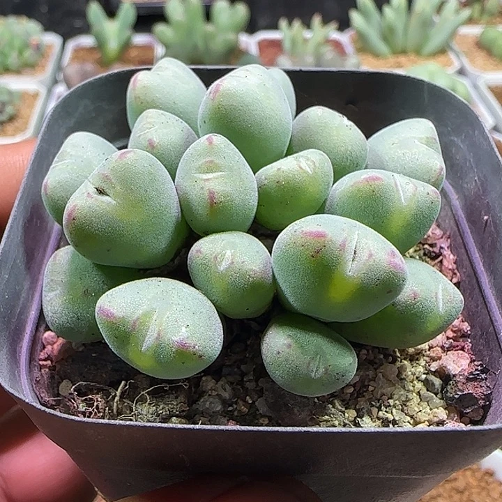 开播福利活动。  603