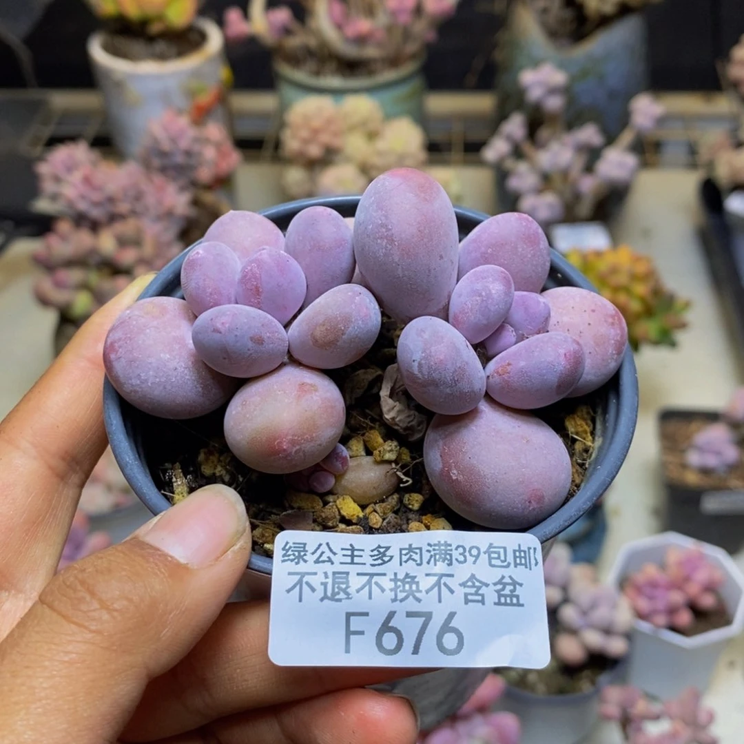 676蛋黄奶多肉7c m