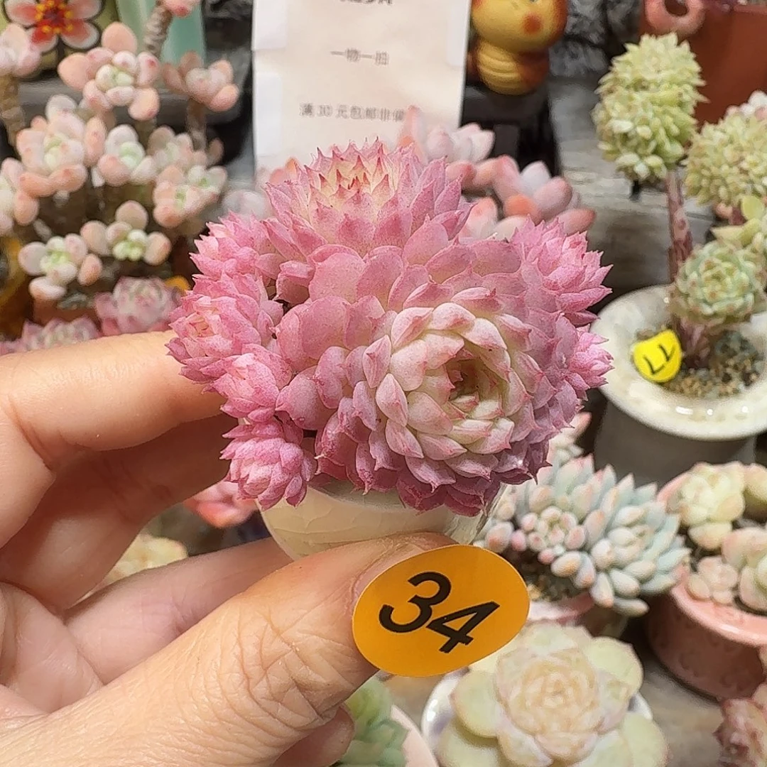 34 多肉含盆土 30元包邮非偏远