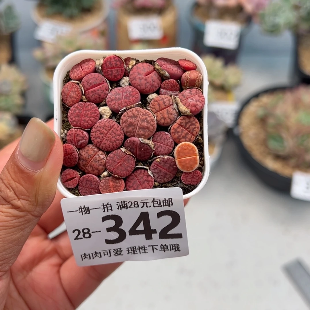 生石花多肉多肉多肉多肉