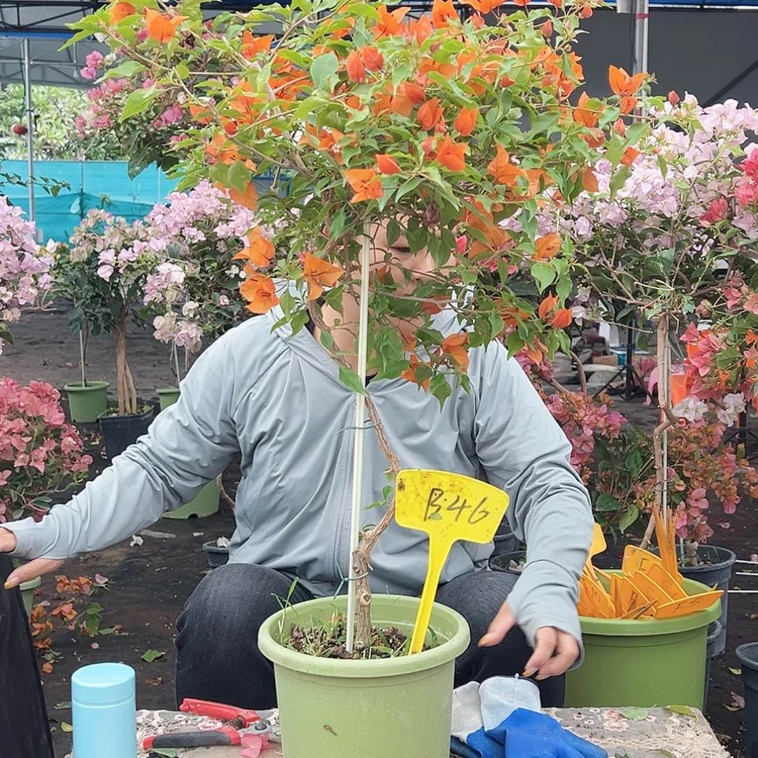 ****雪大部分花苞少量开放B46橙桑巴