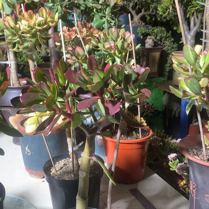 妙*奇N15韩国紫叶脱土发货