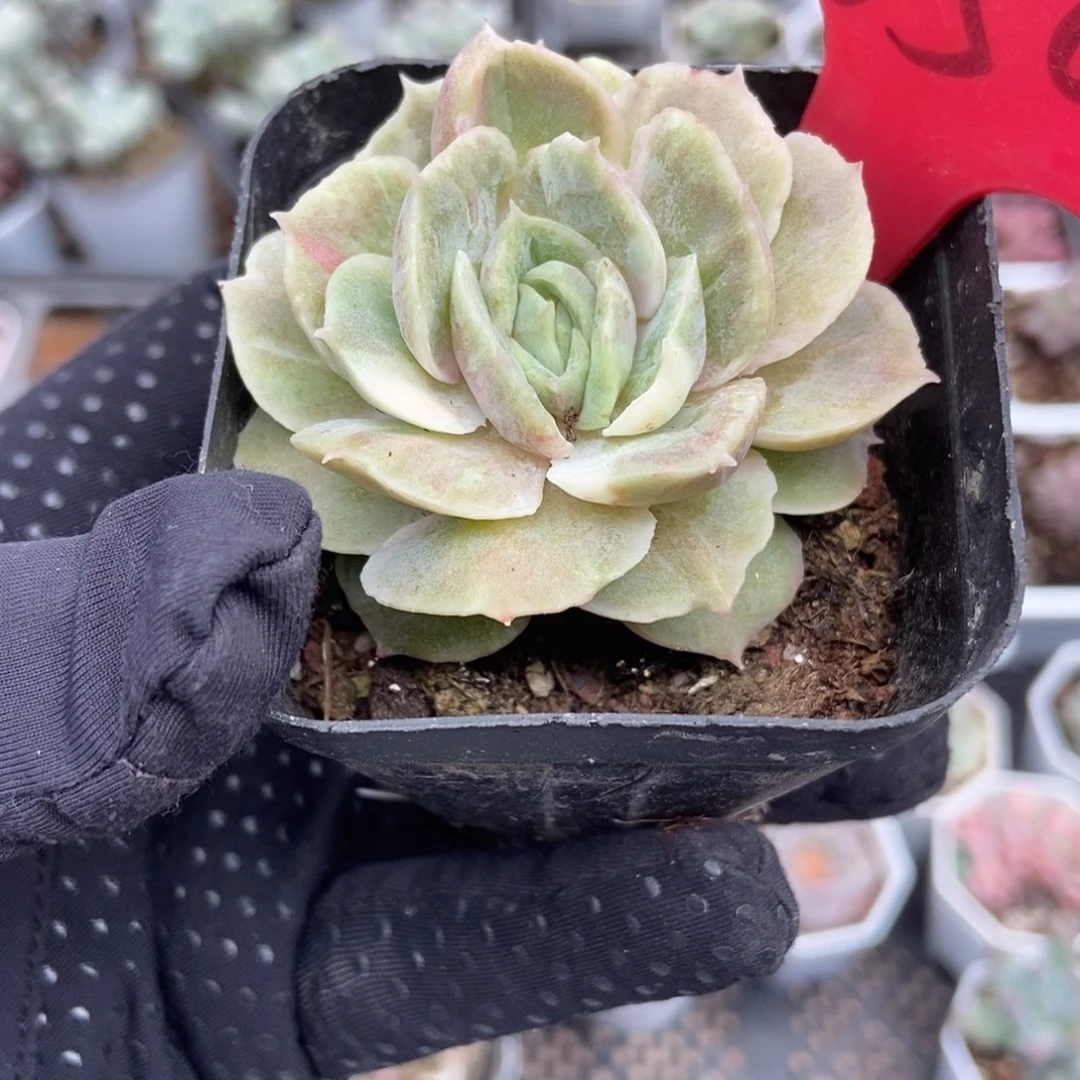 650昂斯诺石化锦多肉植物